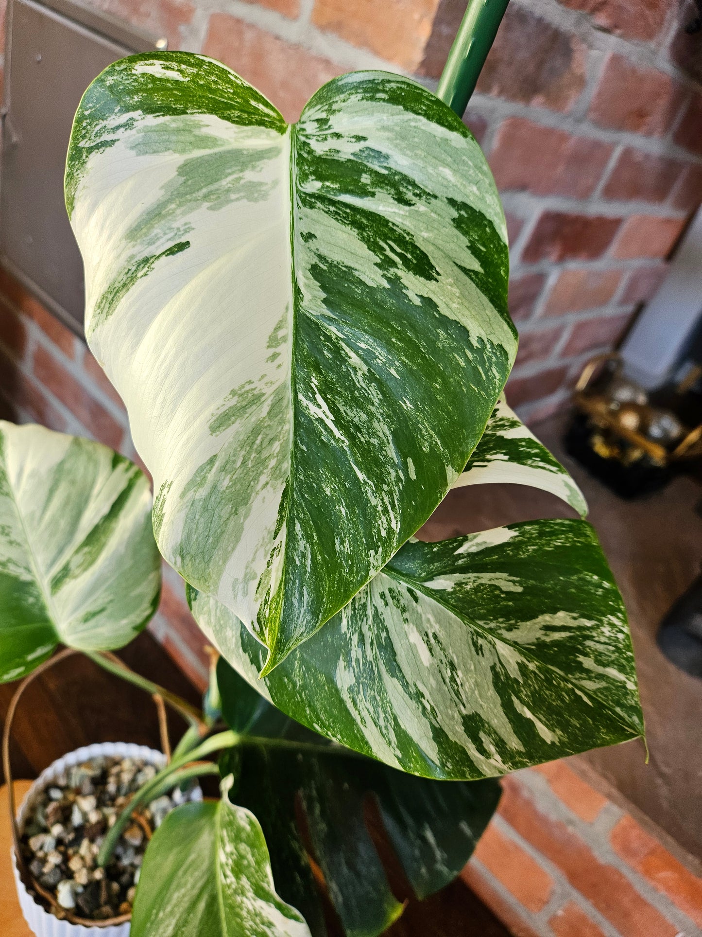 Monstera Deliciosa variegata mit tollem Weißanteil Pflanze
