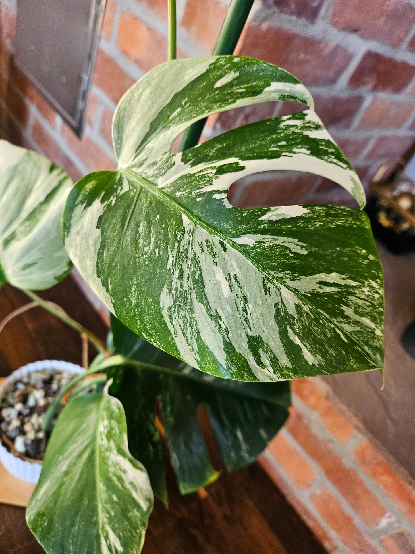 Monstera Deliciosa variegata mit tollem Weißanteil Pflanze