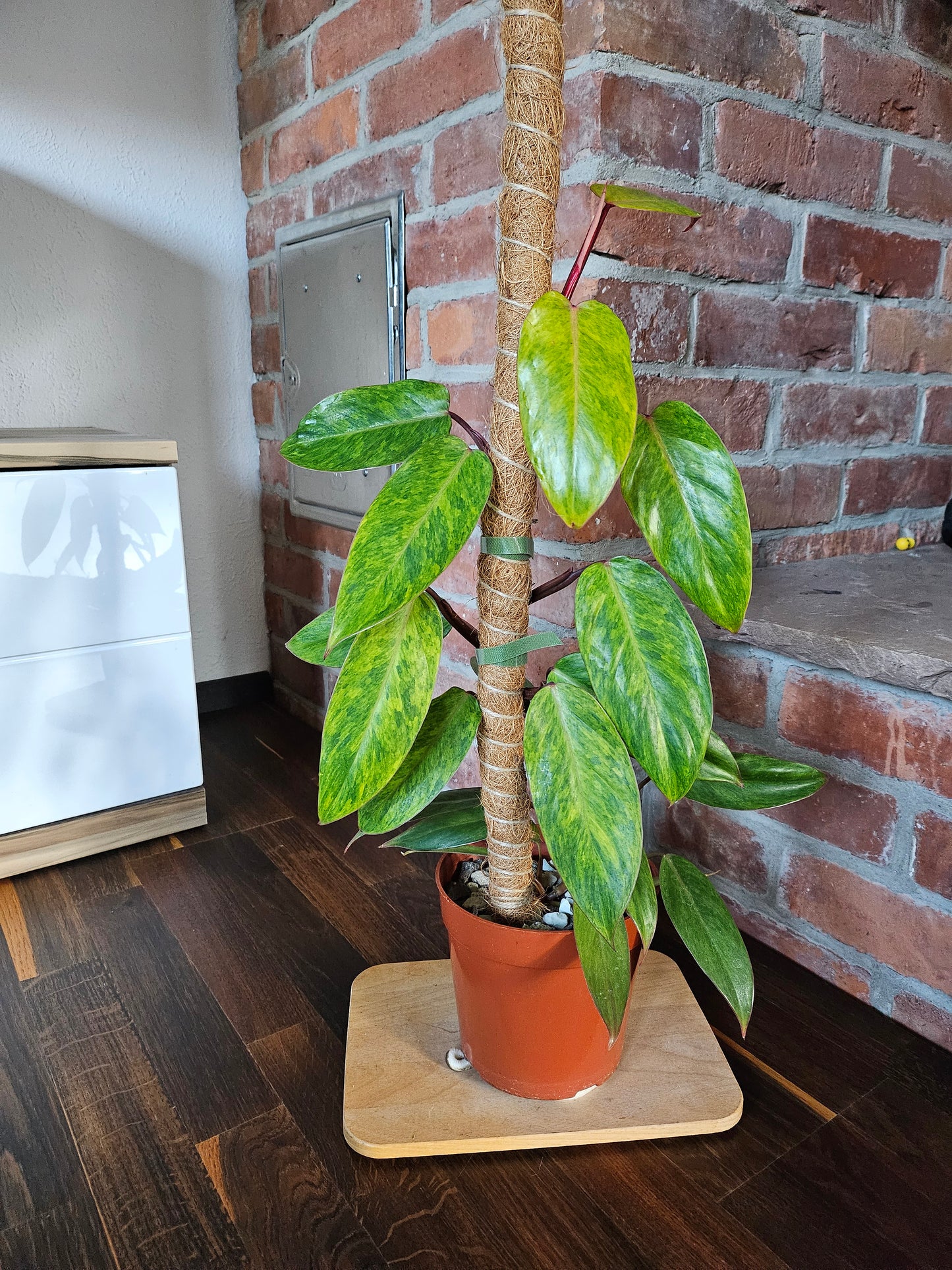 Philodendron painted lady Pflanze