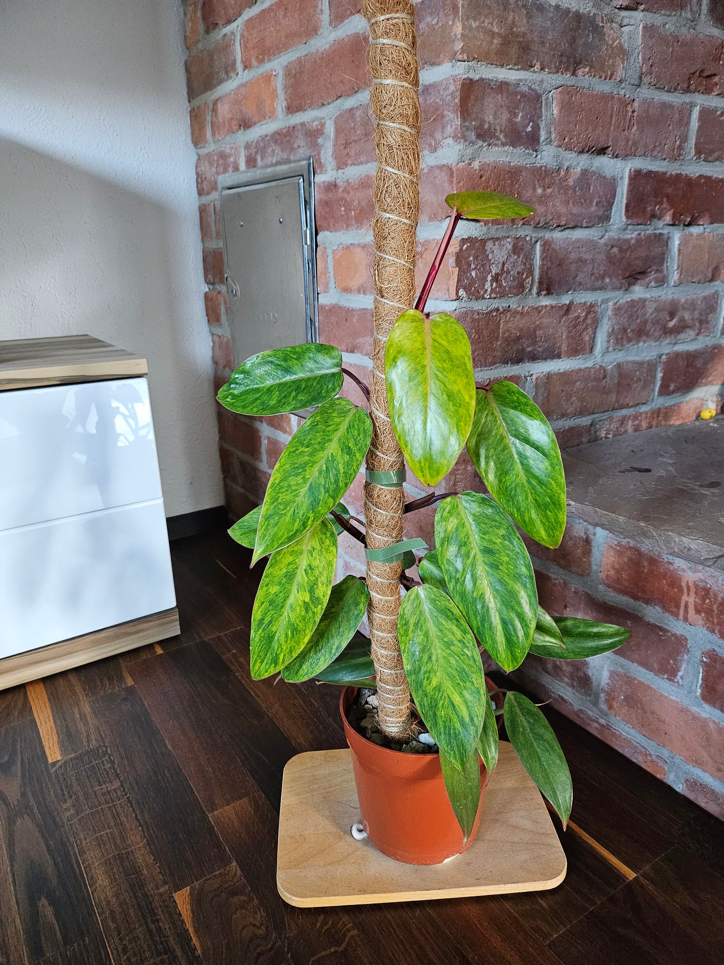 Philodendron painted lady Pflanze