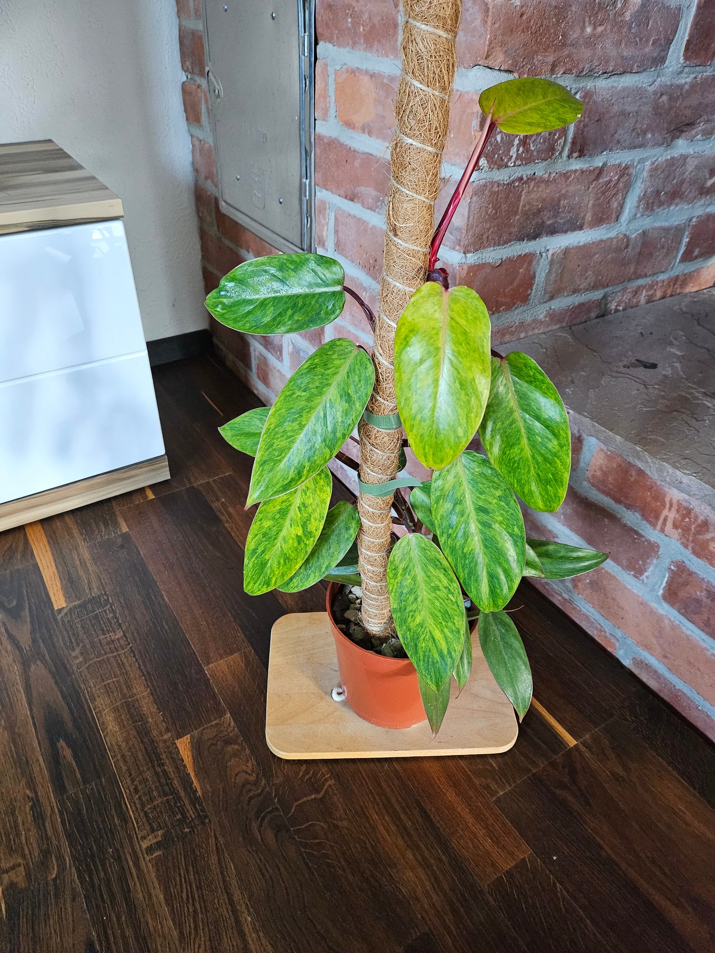 Philodendron painted lady Pflanze