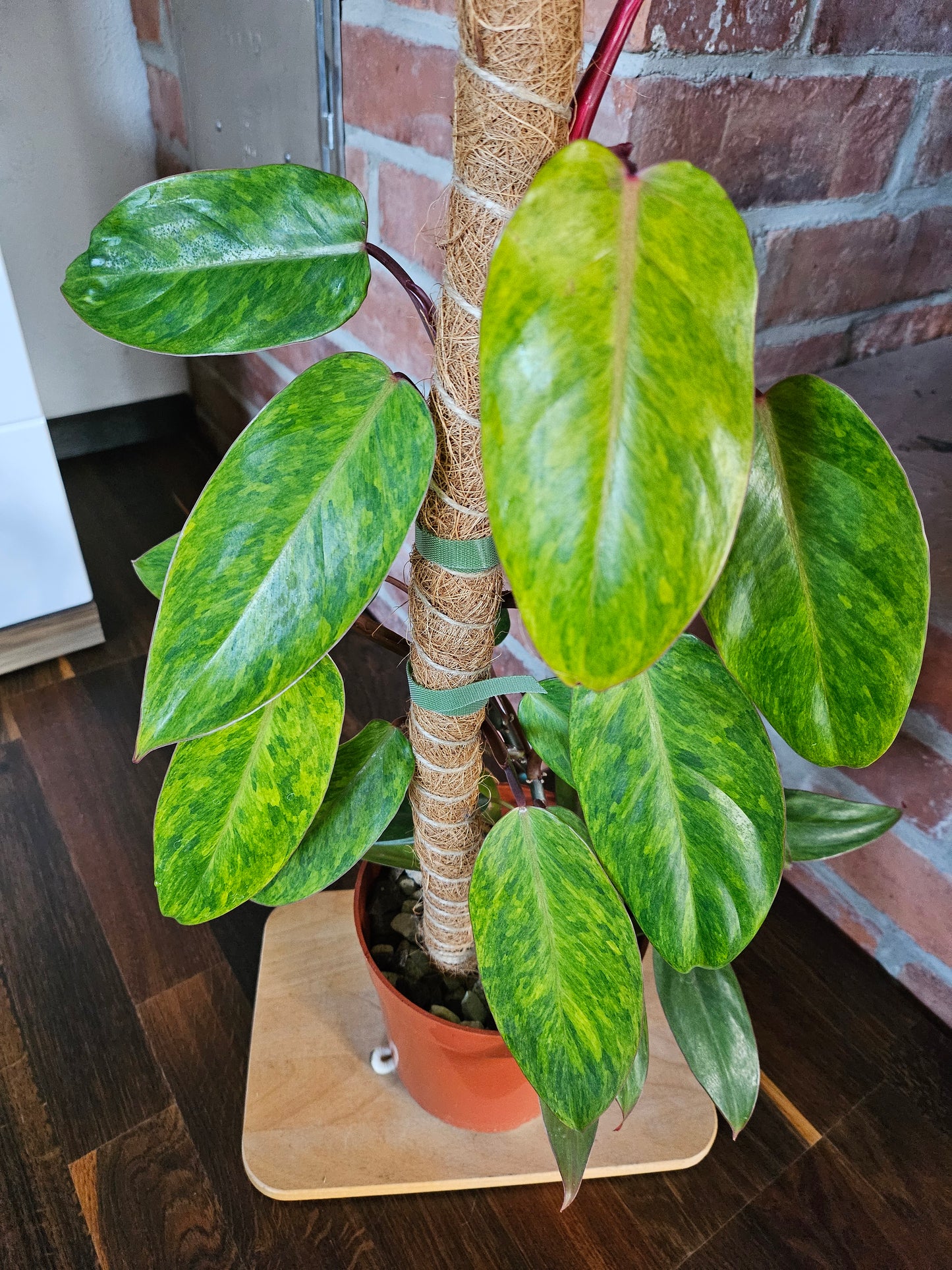 Philodendron painted lady Pflanze