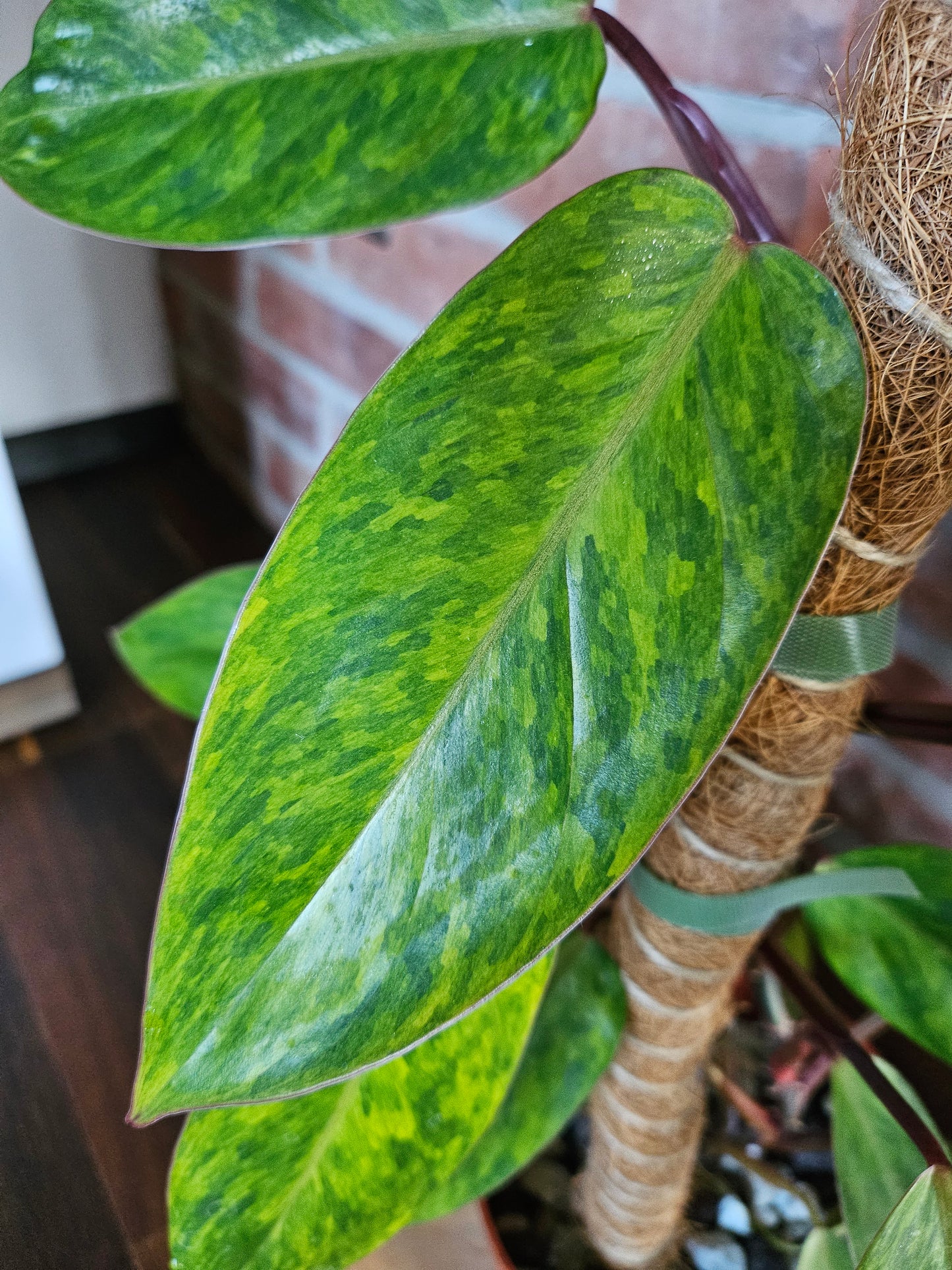 Philodendron painted lady Pflanze