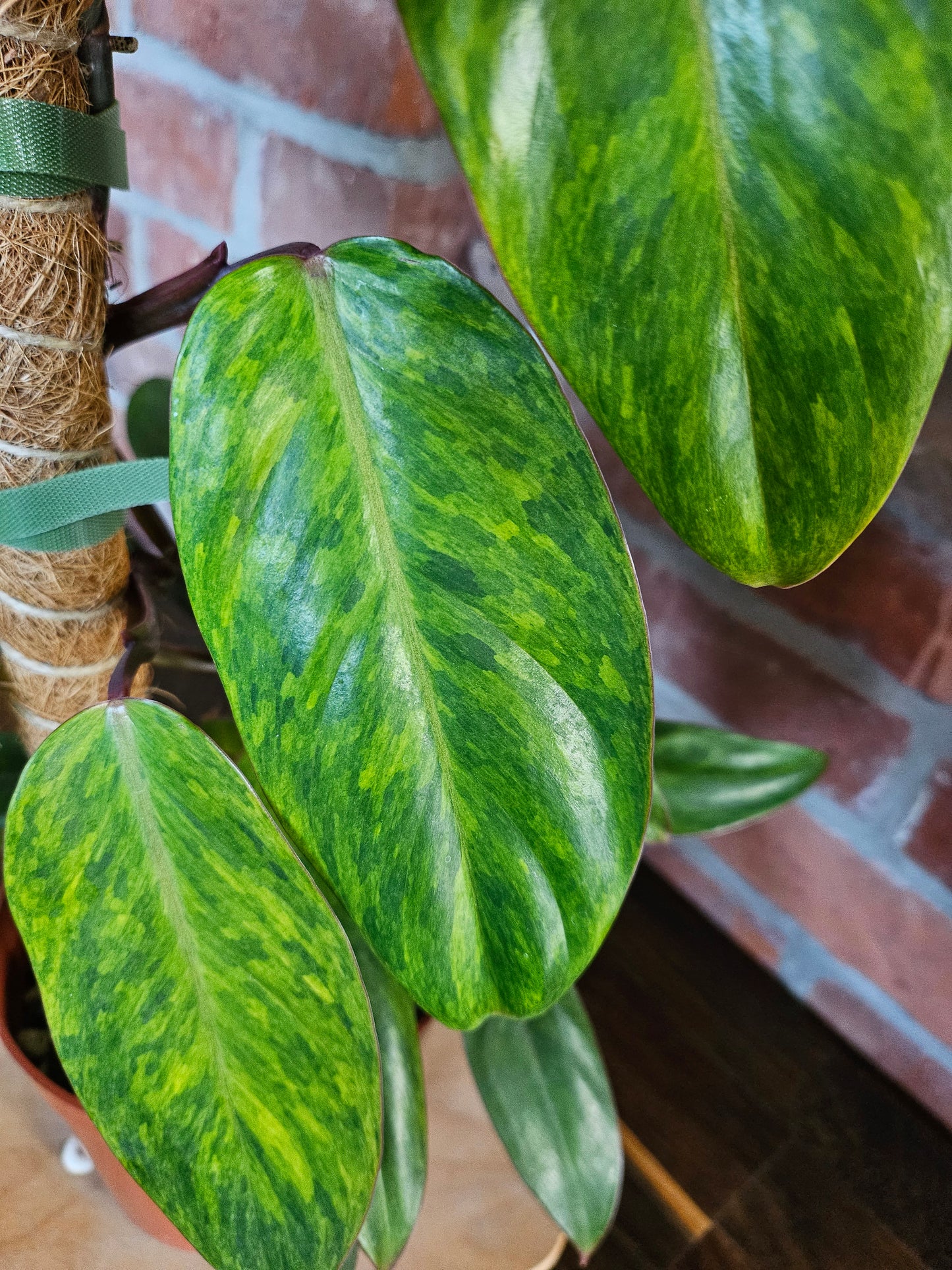Philodendron painted lady Pflanze