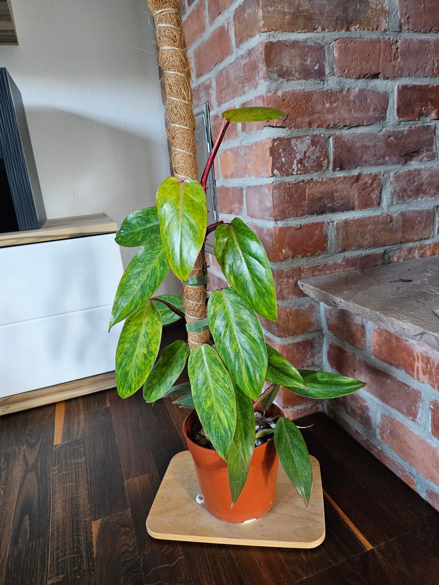 Philodendron painted lady Pflanze