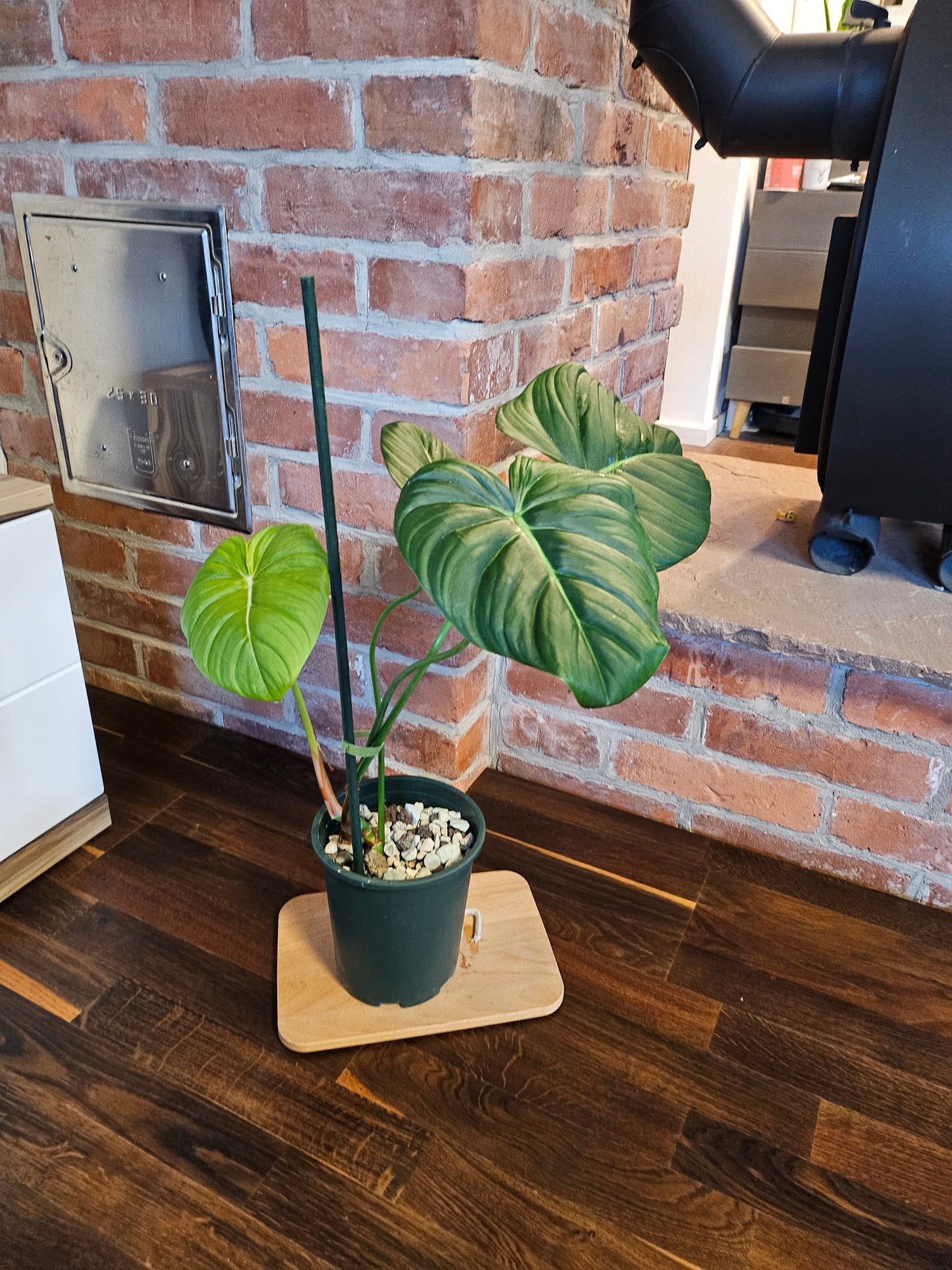 Philodendron Dean McDowell Pflanze