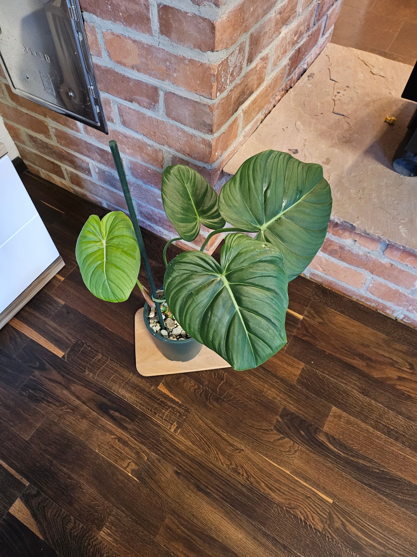 Philodendron Dean McDowell Pflanze