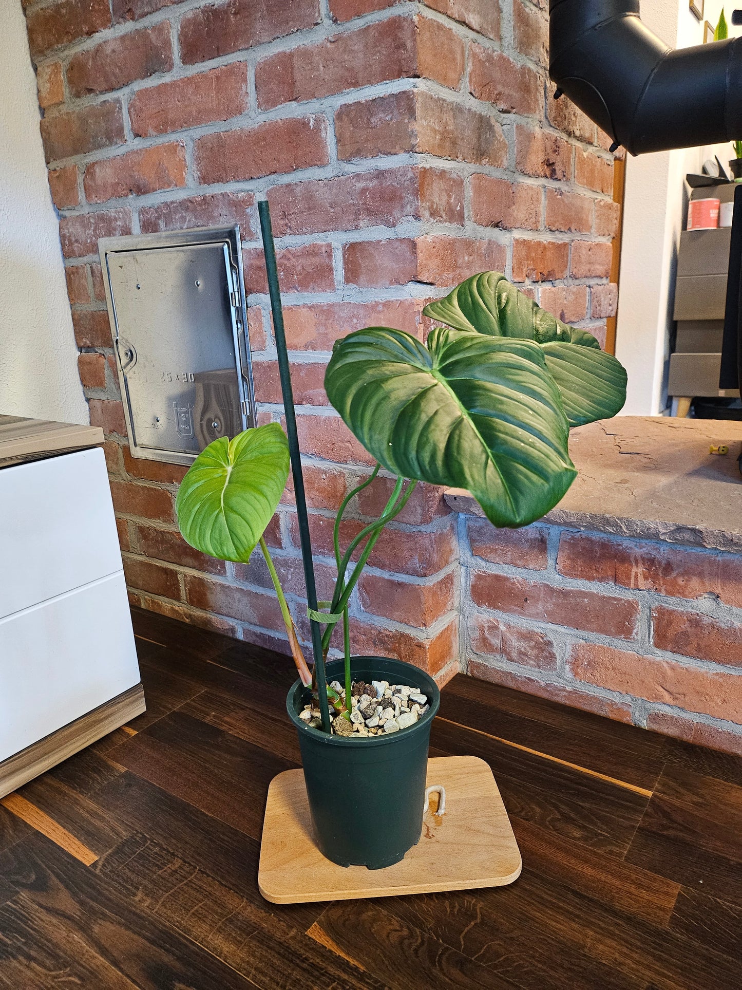 Philodendron Dean McDowell Pflanze