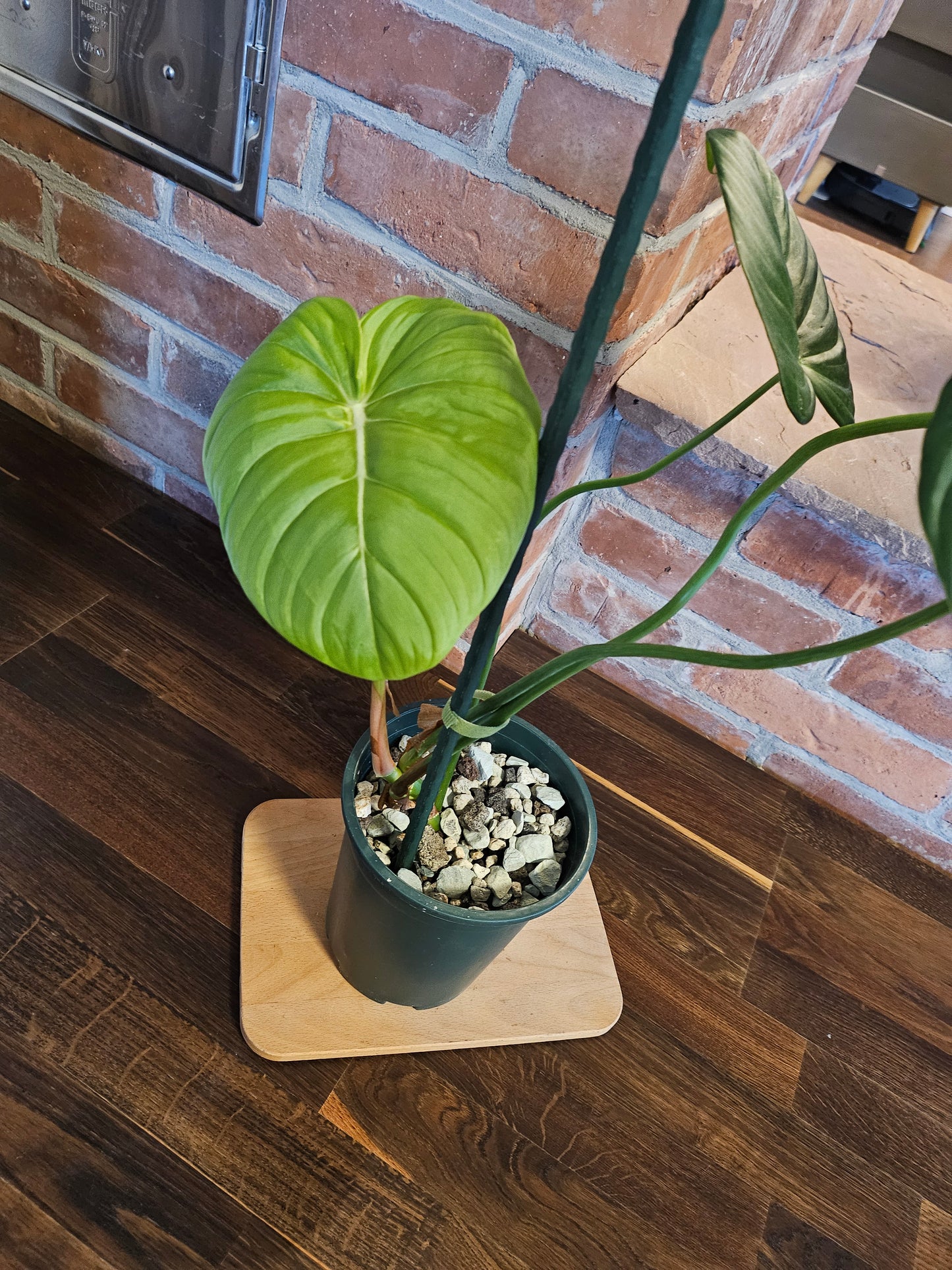 Philodendron Dean McDowell Pflanze