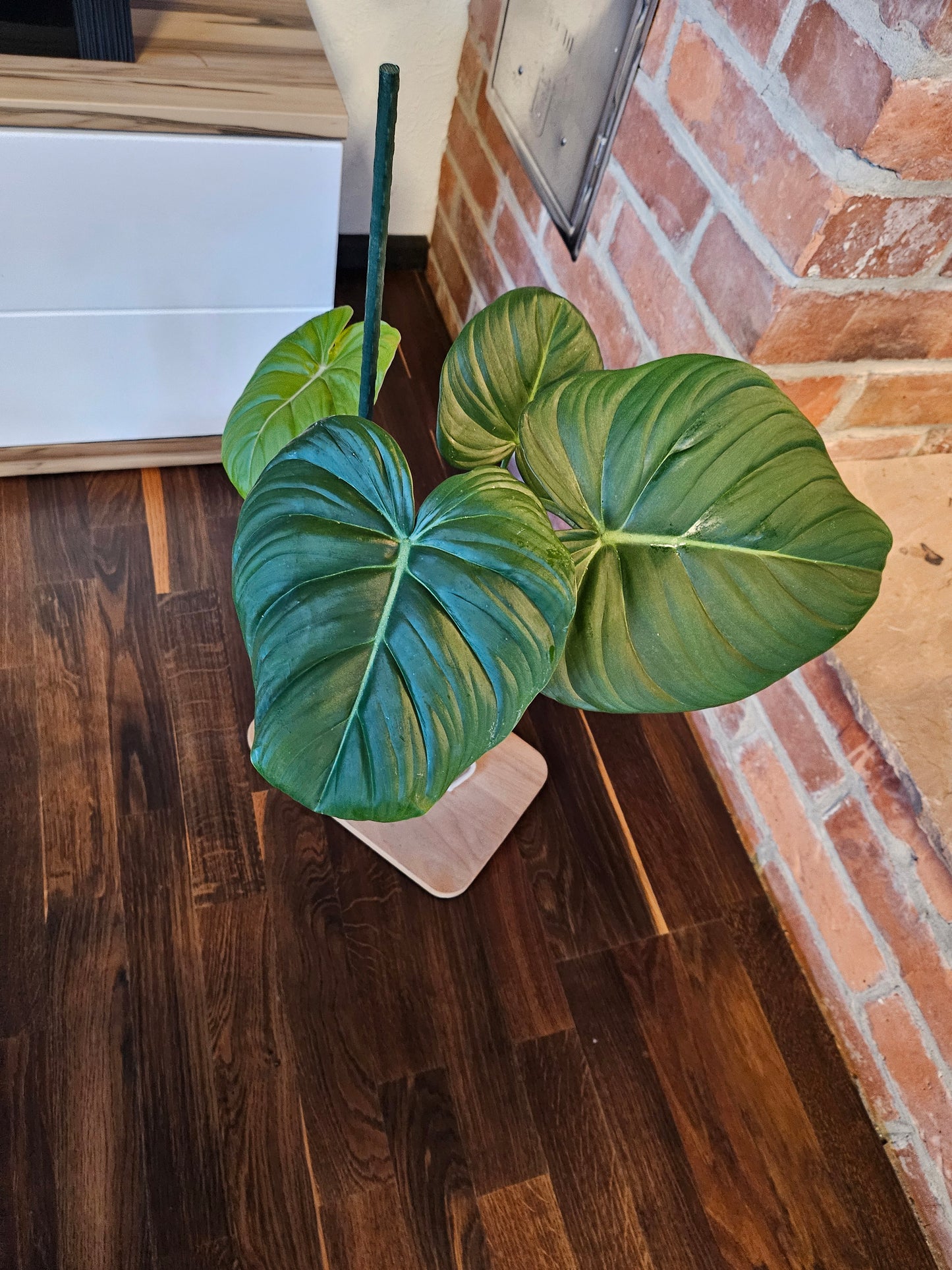 Philodendron Dean McDowell Pflanze