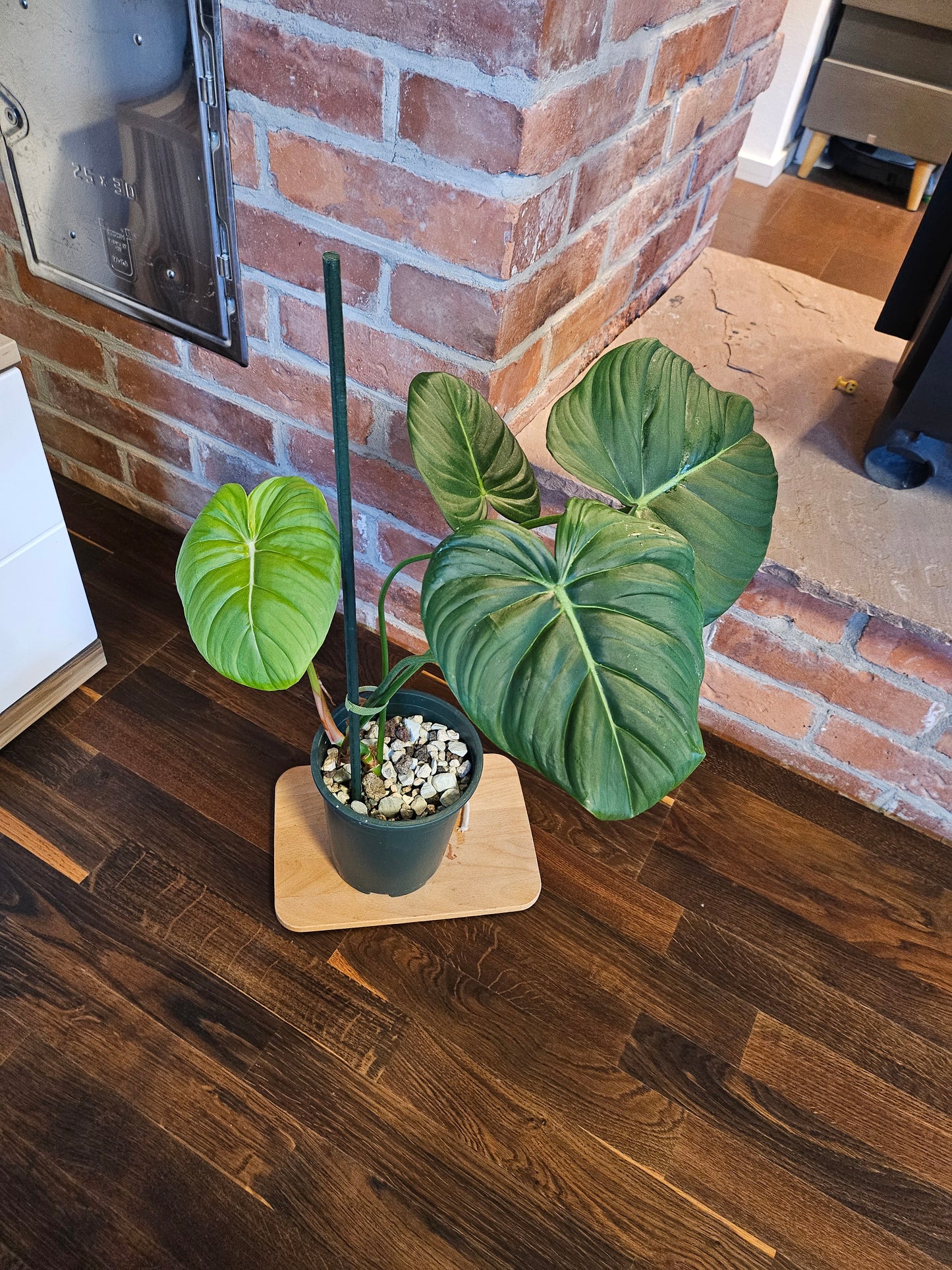Philodendron Dean McDowell Pflanze