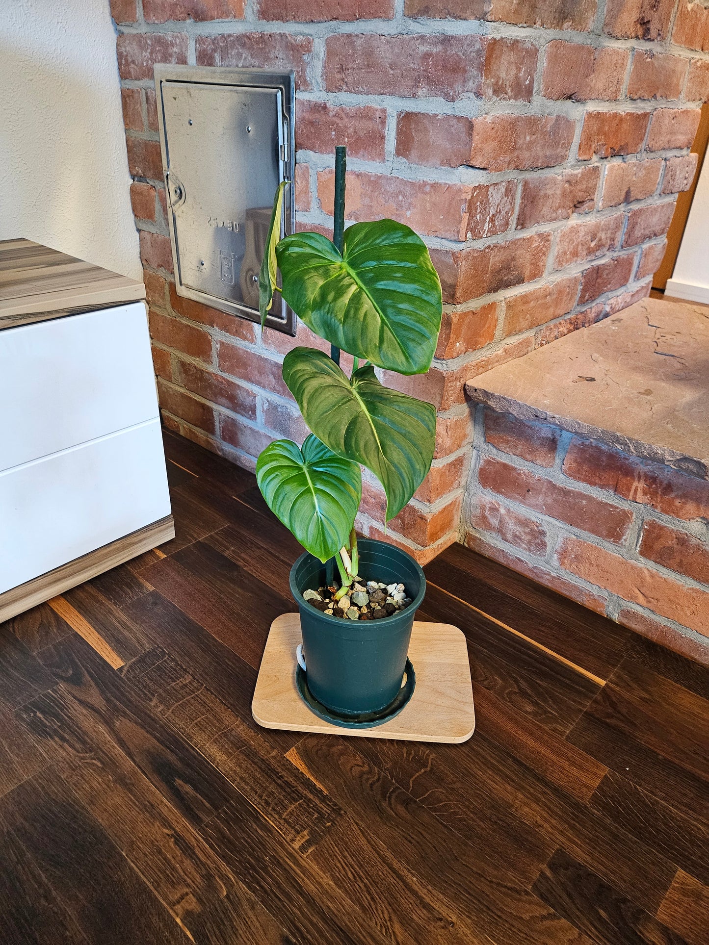 Philodendron Dean McDowell Pflanze