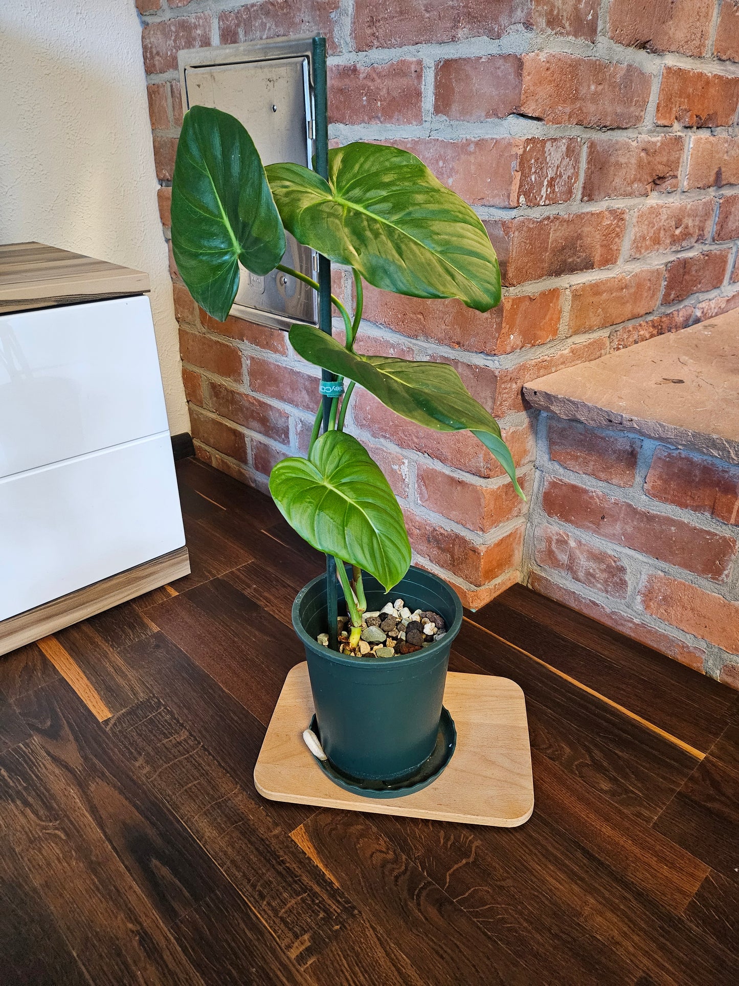 Philodendron Dean McDowell Pflanze