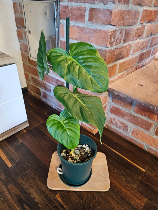 Philodendron Dean McDowell Pflanze