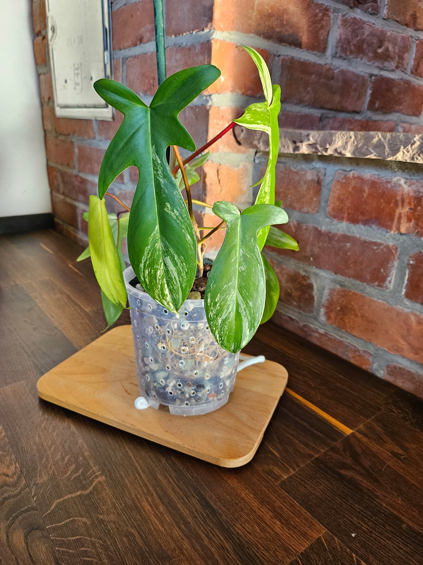 Philodendron florida beauty Pflanze