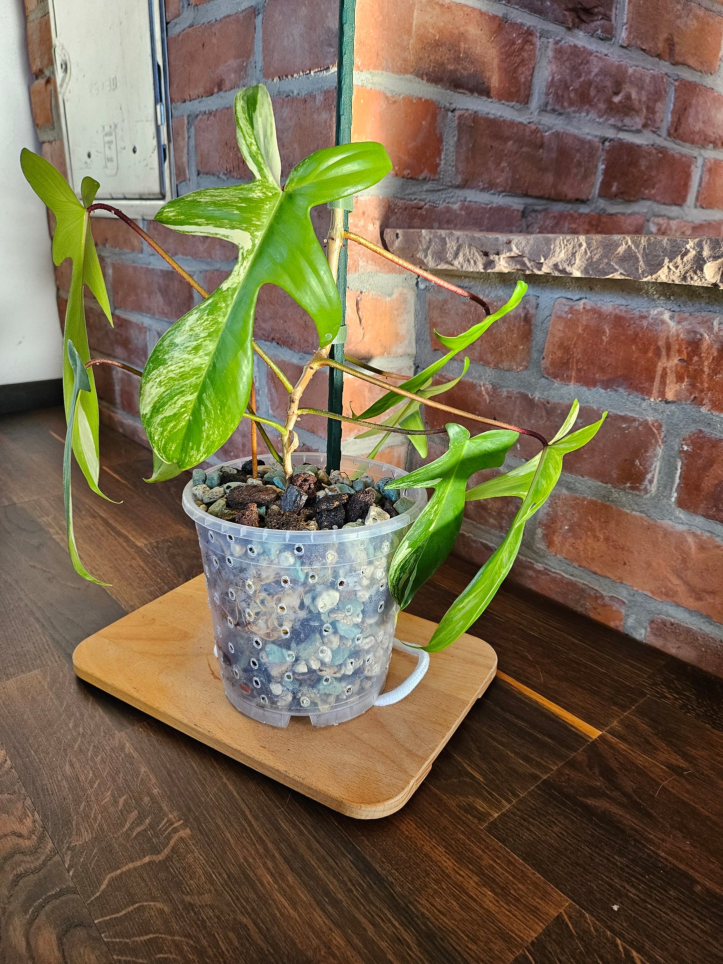 Philodendron florida beauty Pflanze