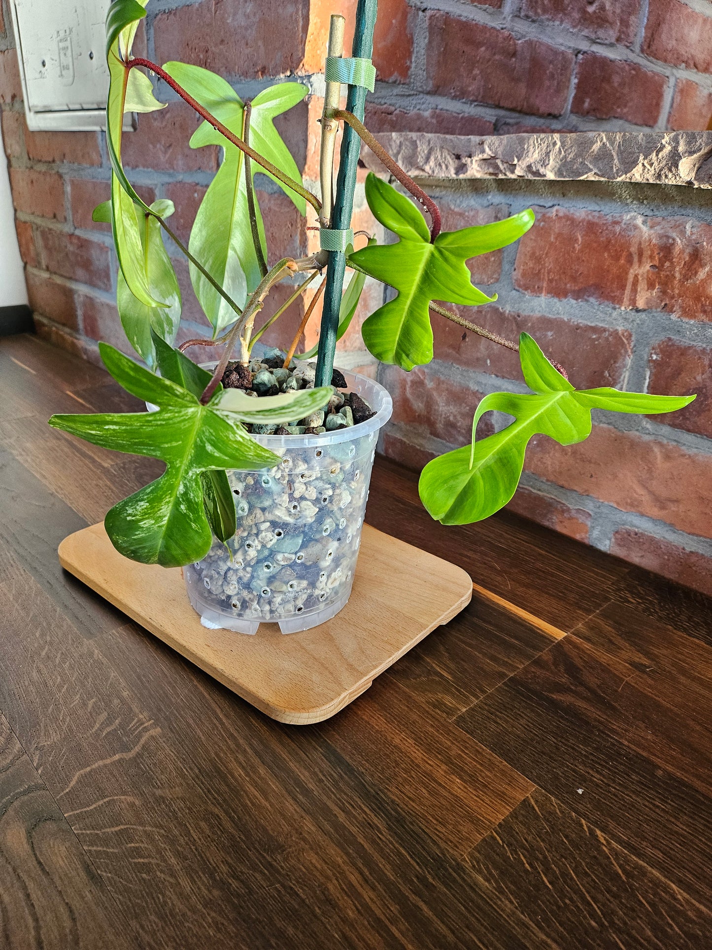 Philodendron florida beauty Pflanze