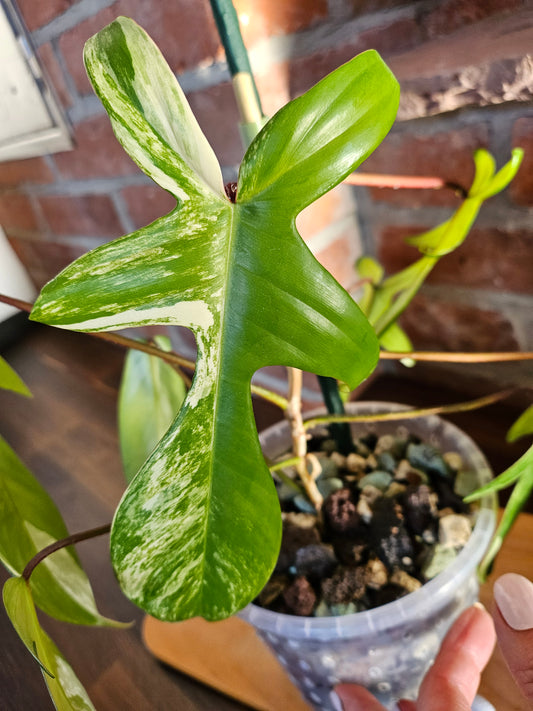 Philodendron florida beauty Pflanze