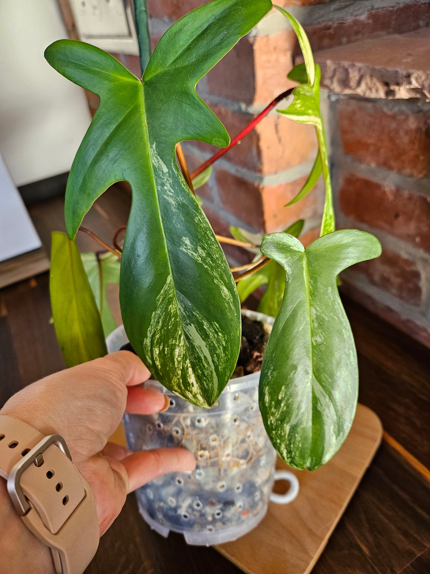 Philodendron florida beauty Pflanze