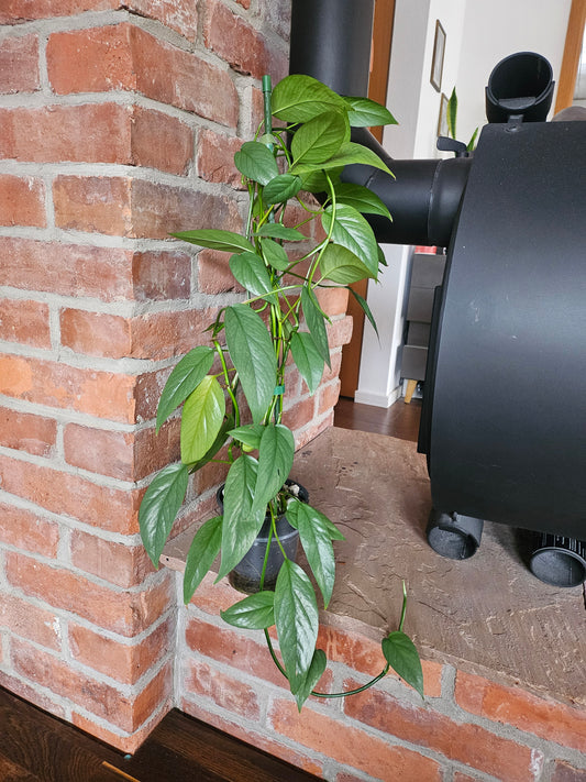 Epipremnum Pinnatum Cebu Blue Pflanze