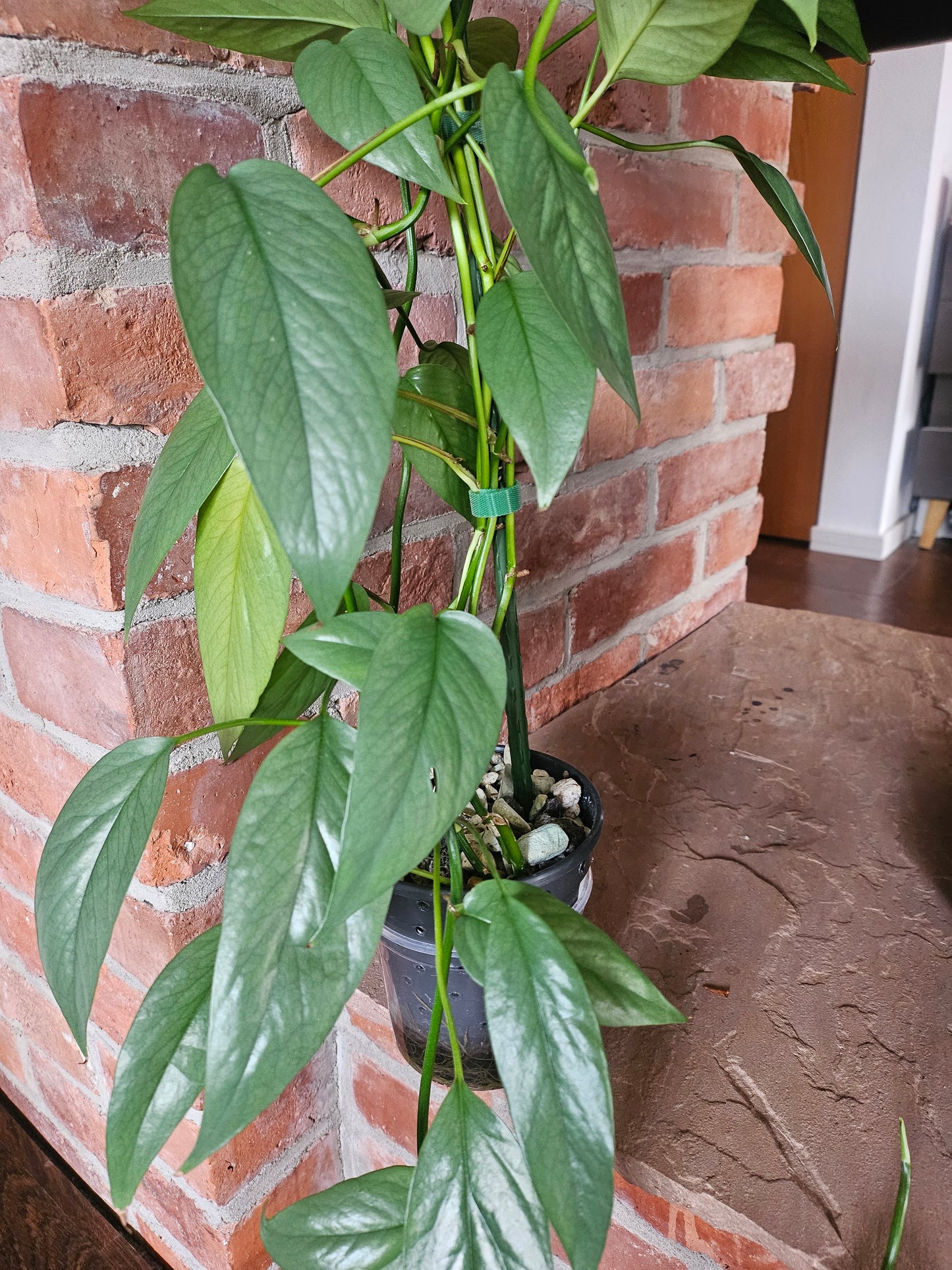 Epipremnum Pinnatum Cebu Blue Pflanze