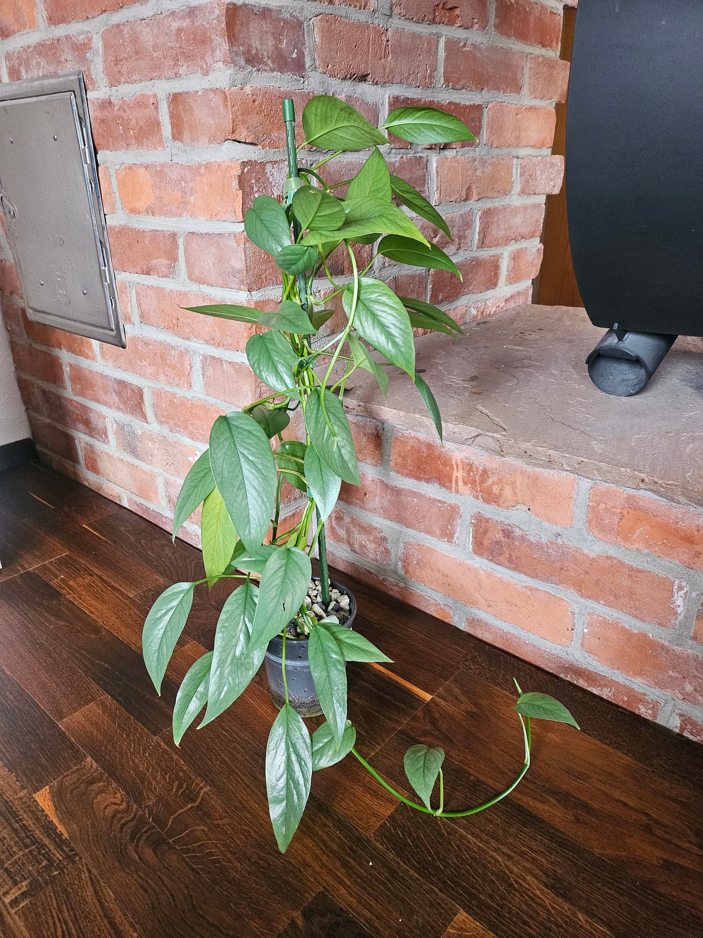 Epipremnum Pinnatum Cebu Blue Pflanze