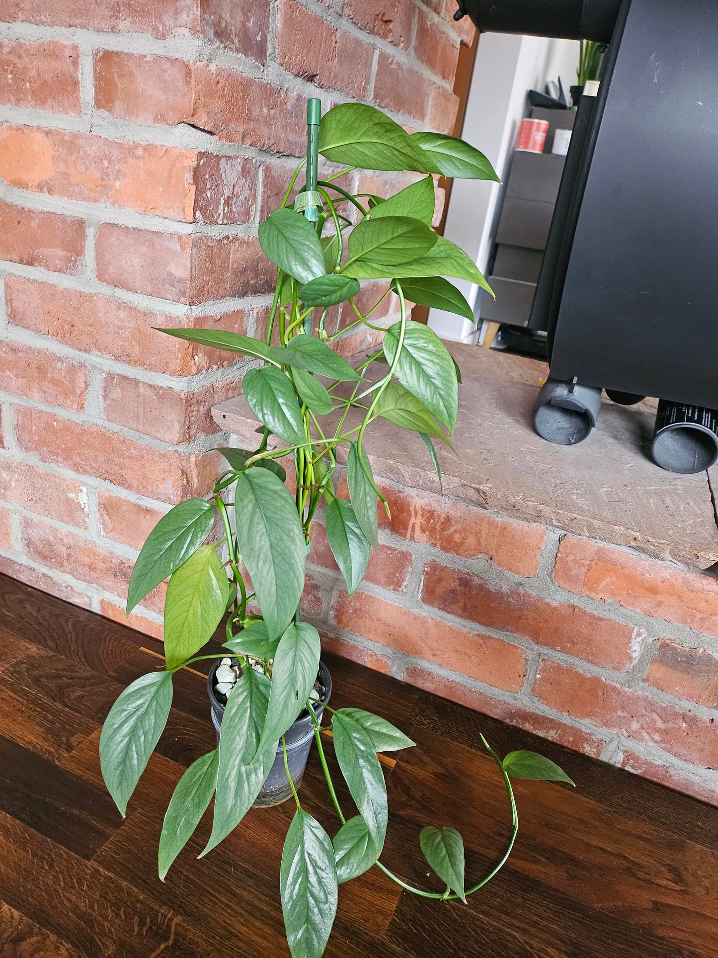 Epipremnum Pinnatum Cebu Blue Pflanze