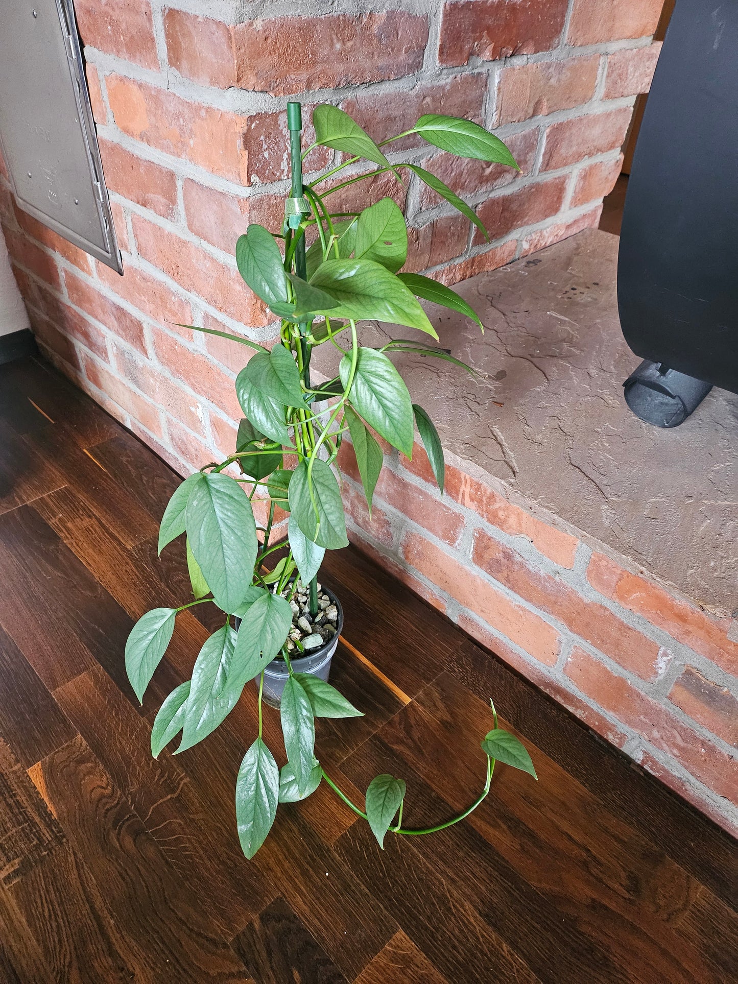 Epipremnum Pinnatum Cebu Blue Pflanze