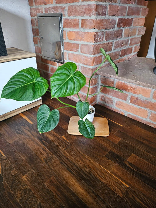 Philodendron Pastazanum XXL Pflanze