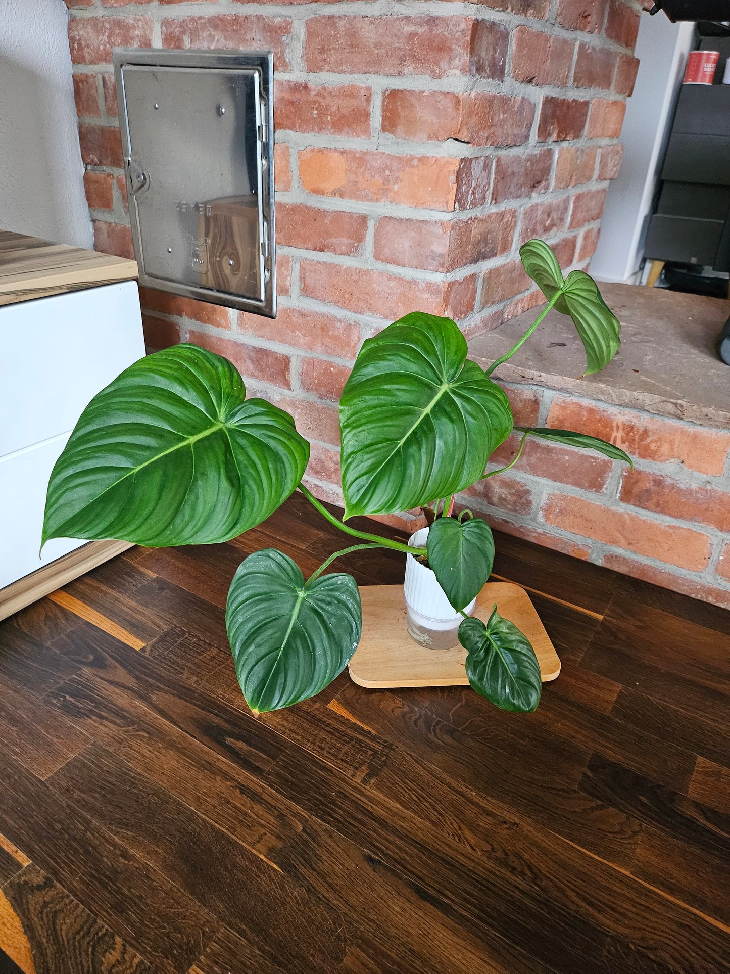 Philodendron Pastazanum XXL Pflanze