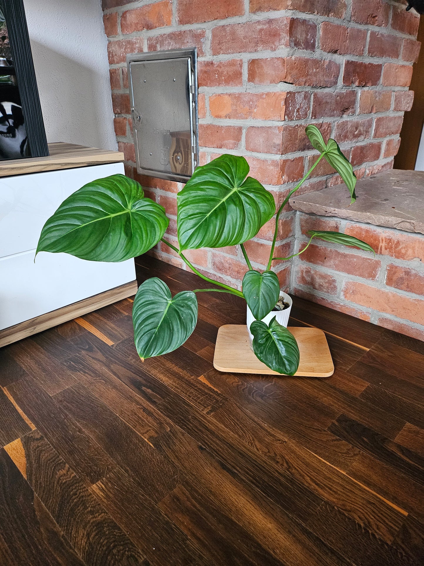 Philodendron Pastazanum XXL Pflanze
