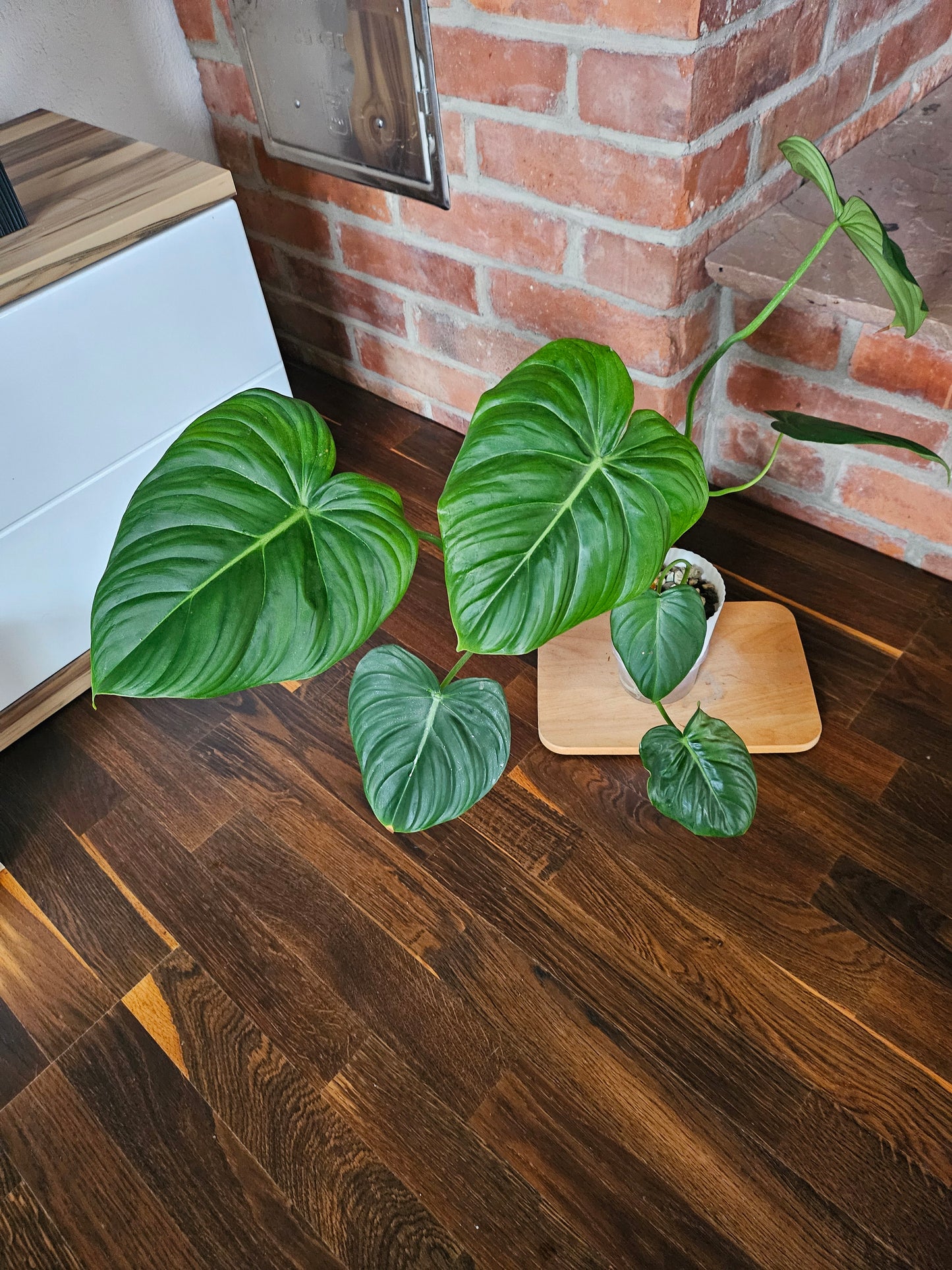 Philodendron Pastazanum XXL Pflanze