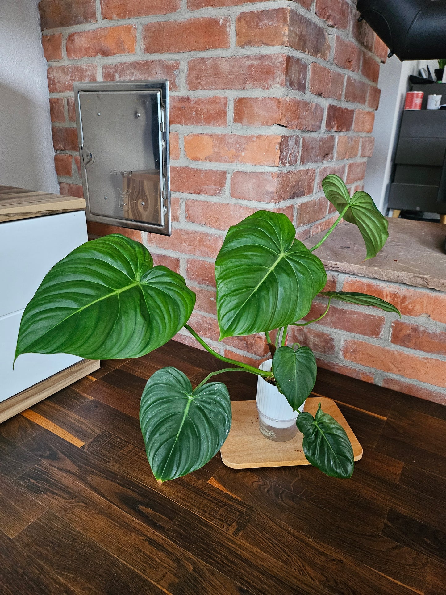 Philodendron Pastazanum XXL Pflanze