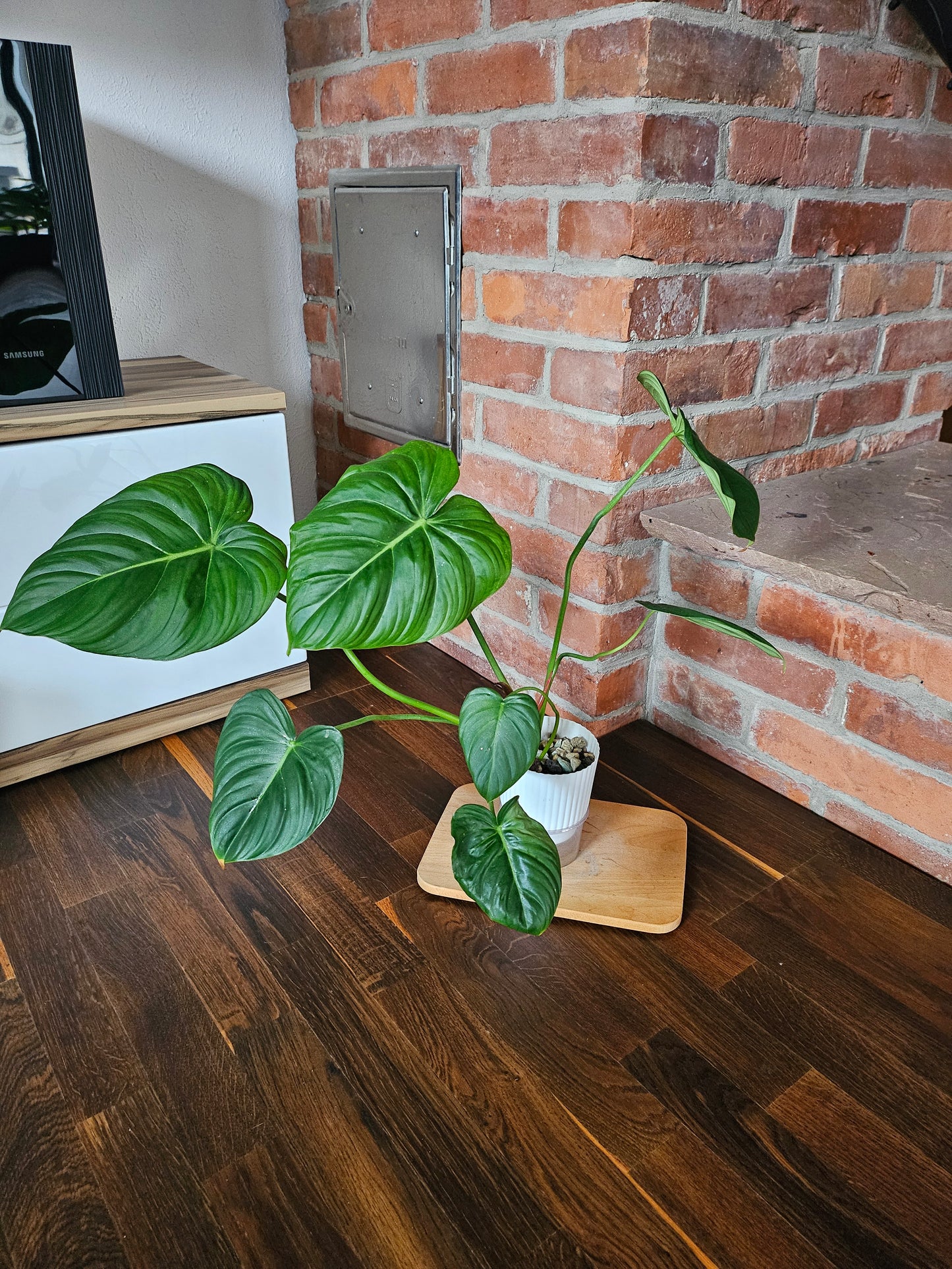 Philodendron Pastazanum XXL Pflanze