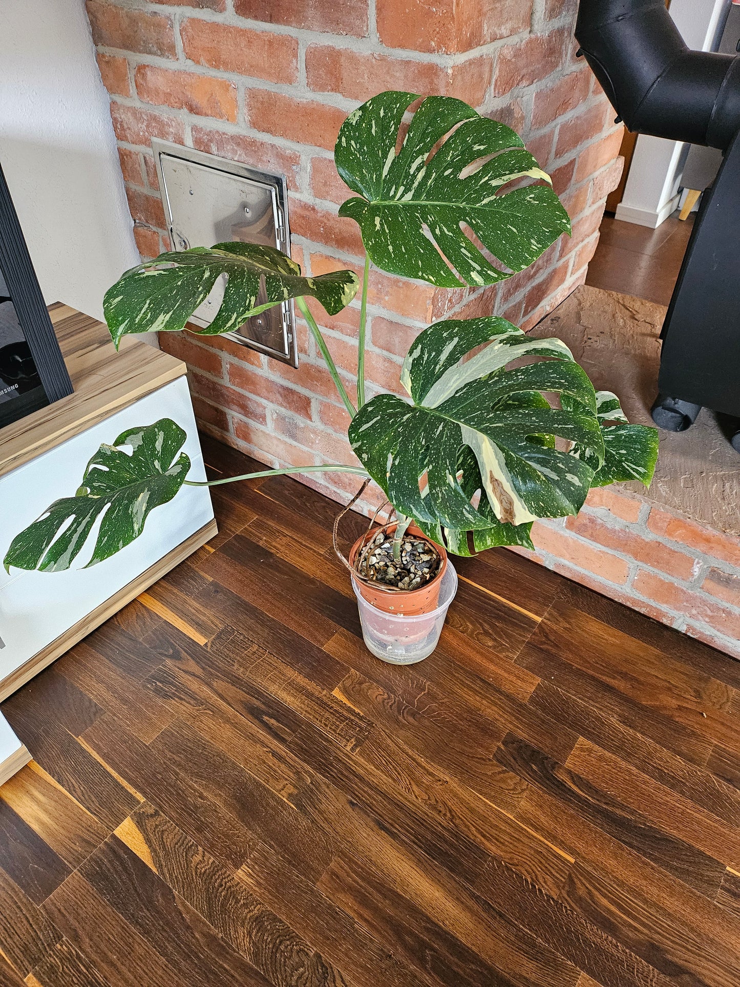 Monstera Thai Constellation XXL große Pflanze