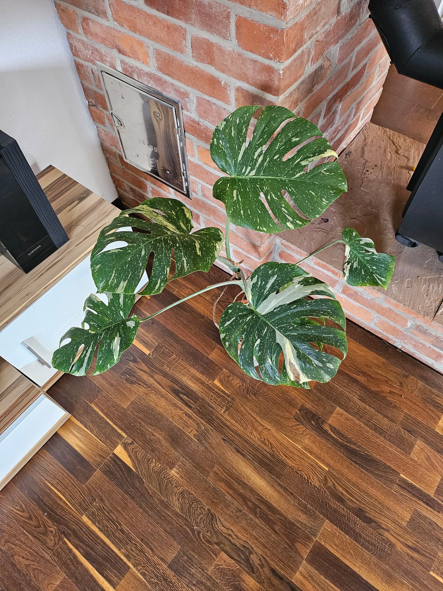 Monstera Thai Constellation XXL große Pflanze