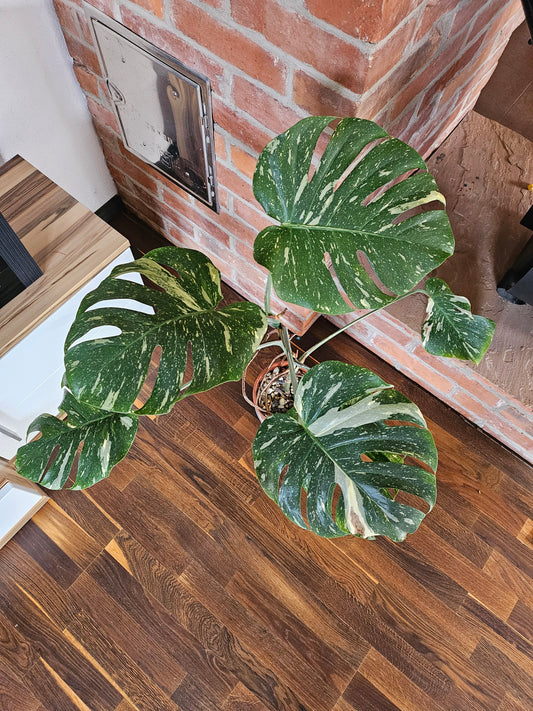 Monstera Thai Constellation XXL große Pflanze