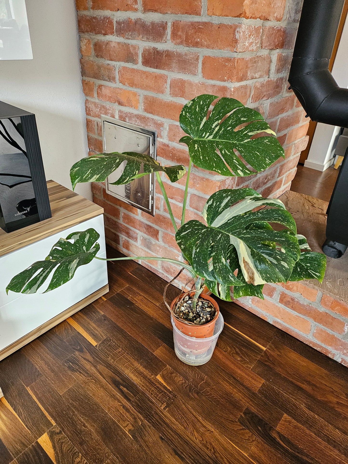 Monstera Thai Constellation XXL große Pflanze