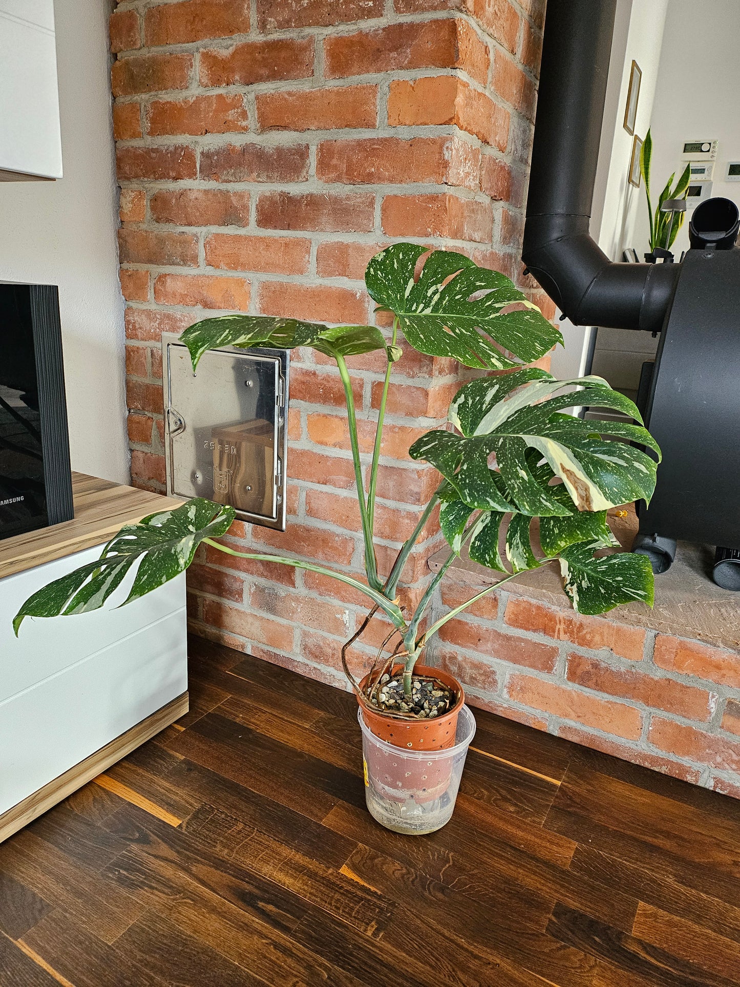 Monstera Thai Constellation XXL große Pflanze