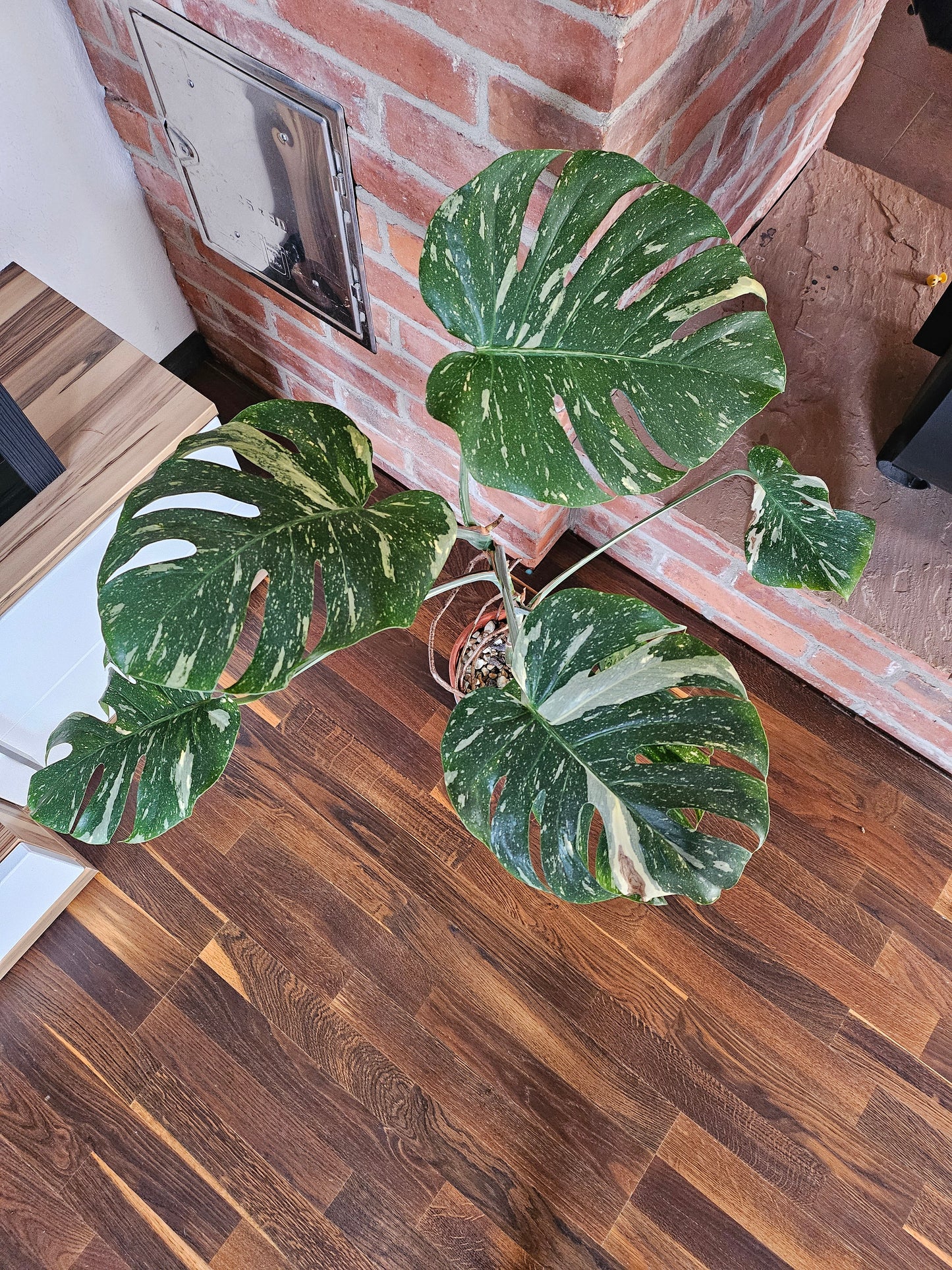Monstera Thai Constellation XXL große Pflanze