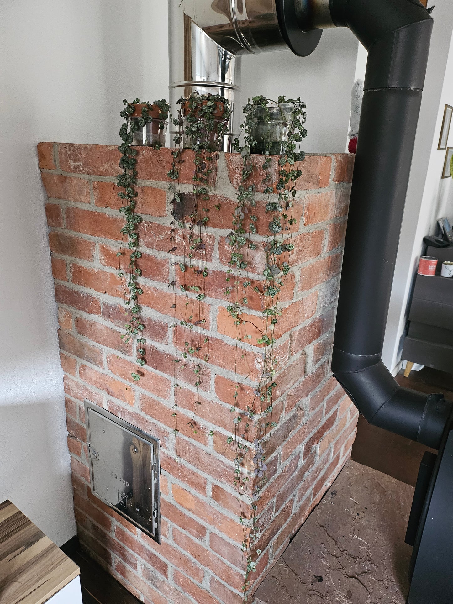 Ceropegia woodii string of hearts inkl. Topf und Substrat Pflanze