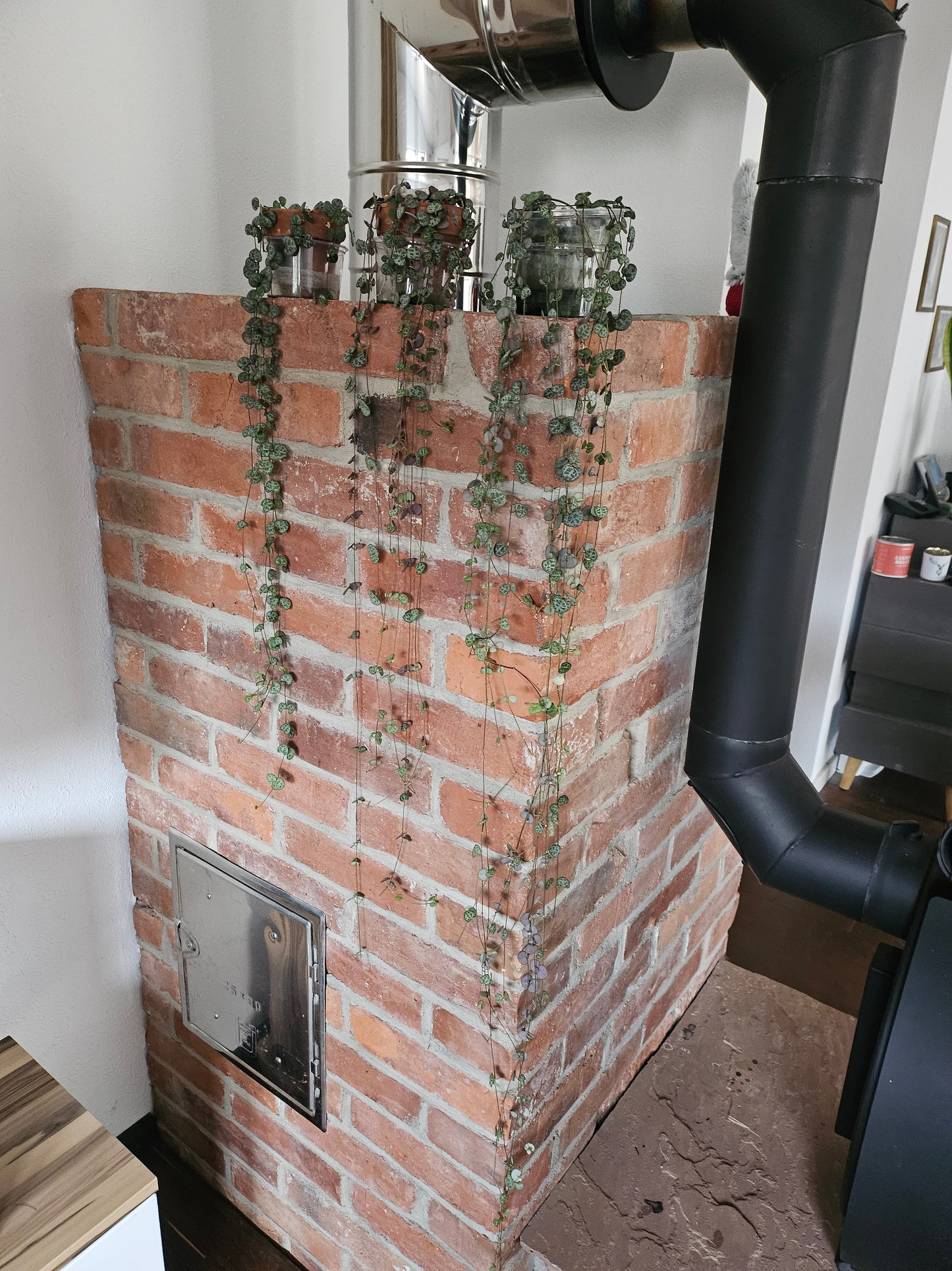 Ceropegia woodii string of hearts inkl. Topf und Substrat Pflanze