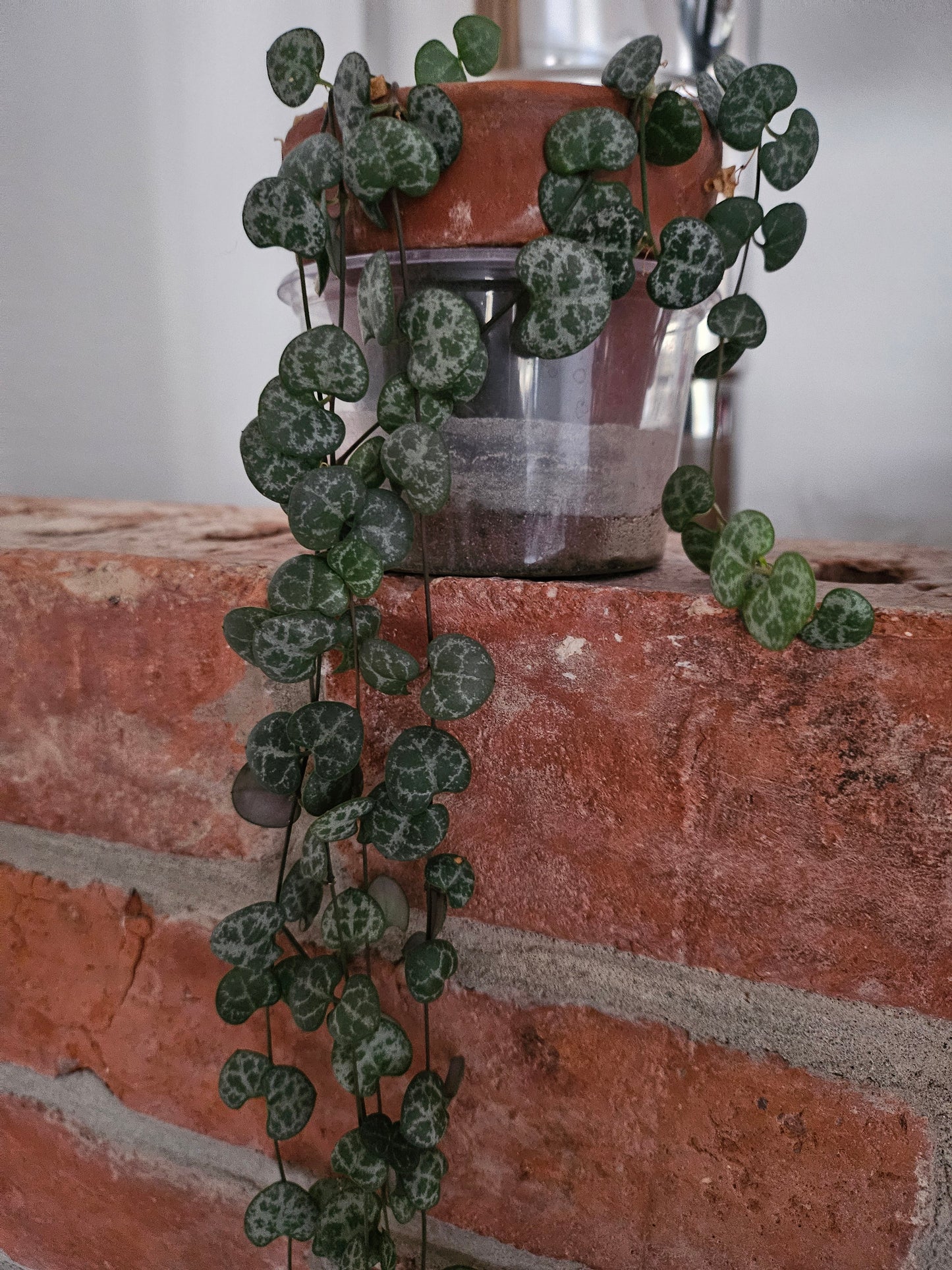 Ceropegia woodii string of hearts inkl. Topf und Substrat Pflanze