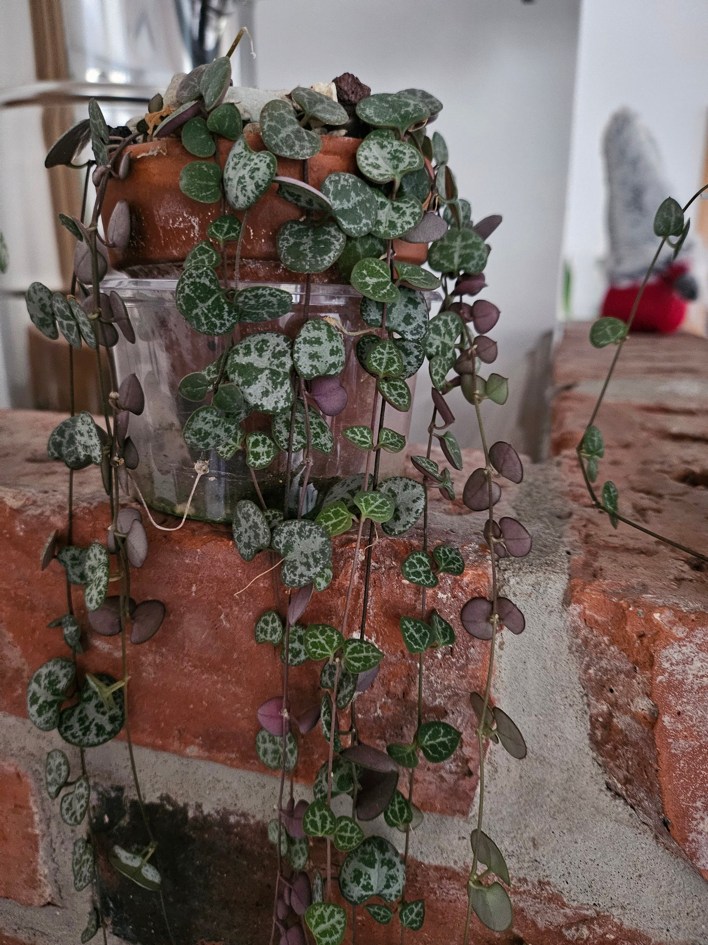 Ceropegia woodii string of hearts inkl. Topf und Substrat Pflanze