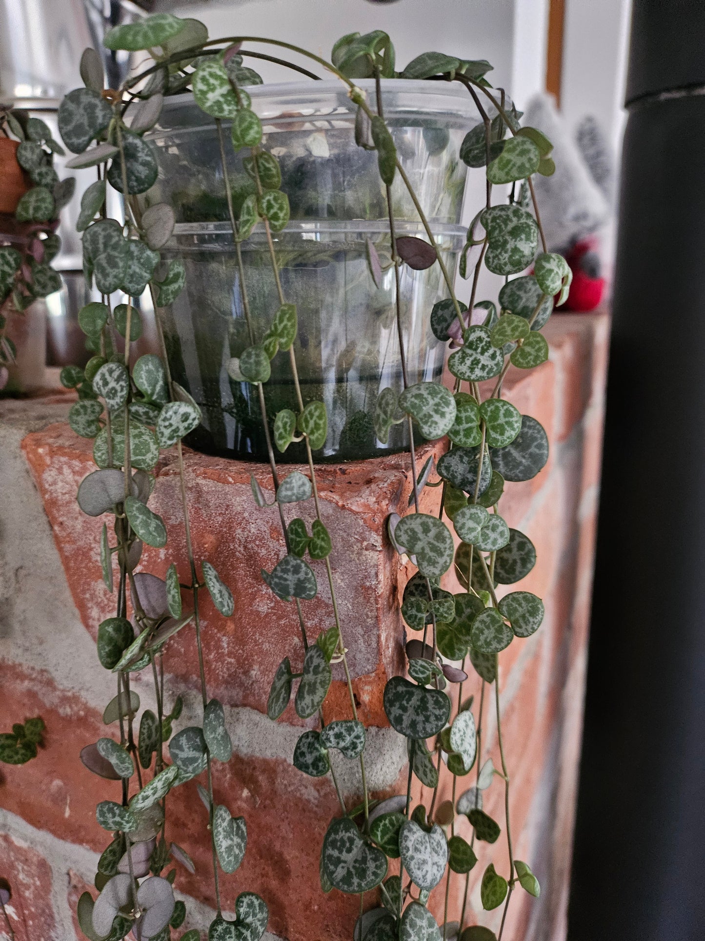 Ceropegia woodii string of hearts inkl. Topf und Substrat Pflanze