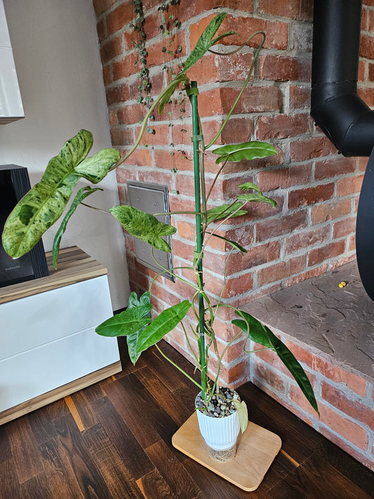 Philodendron Paraiso verde XXL Pflanze