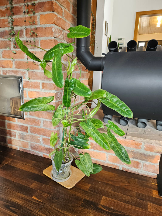 Philodendron Paraiso verde XXL Pflanze