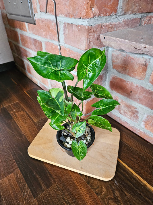 Syngonium three kings Pflanze