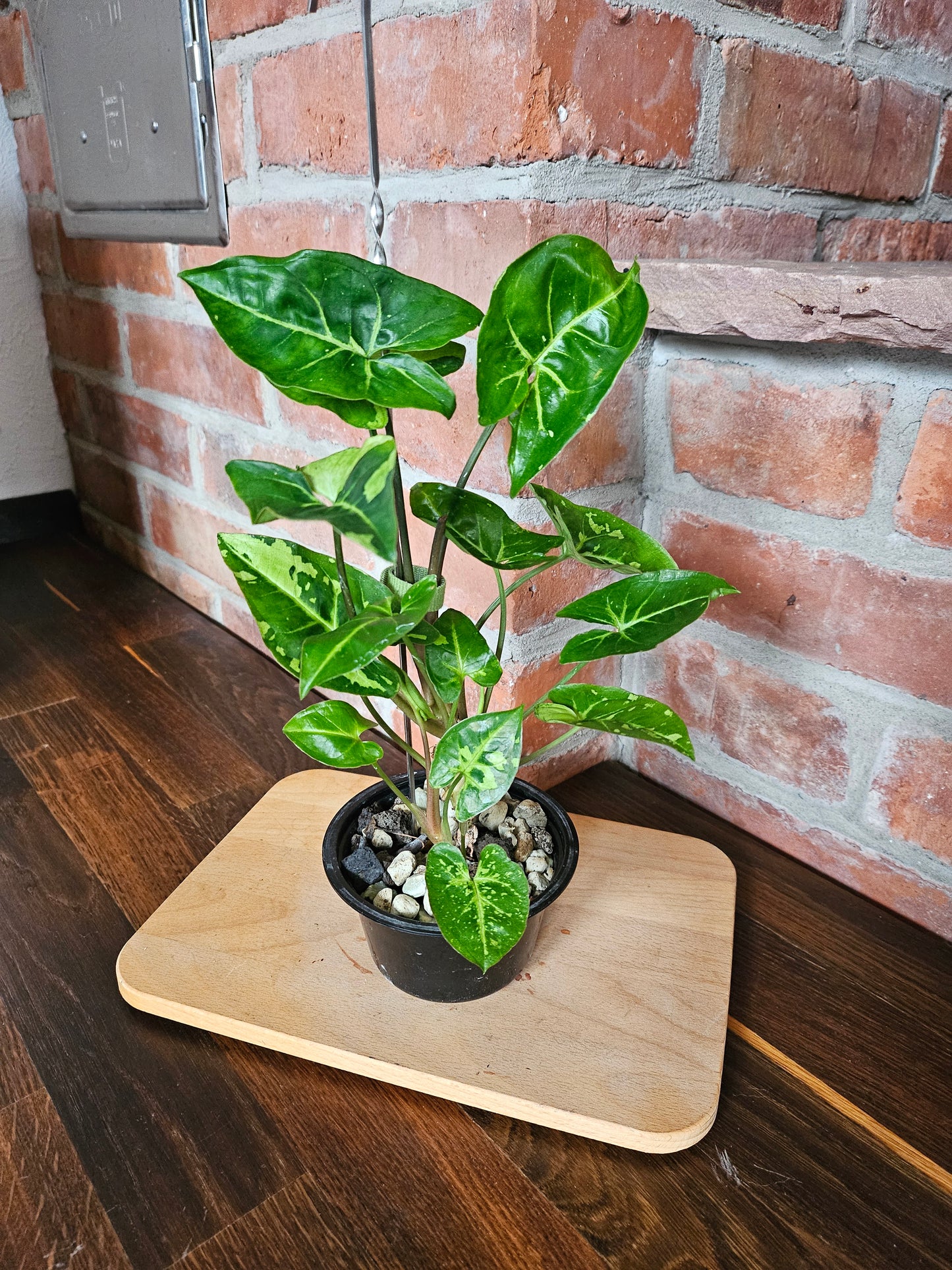 Syngonium three kings Pflanze