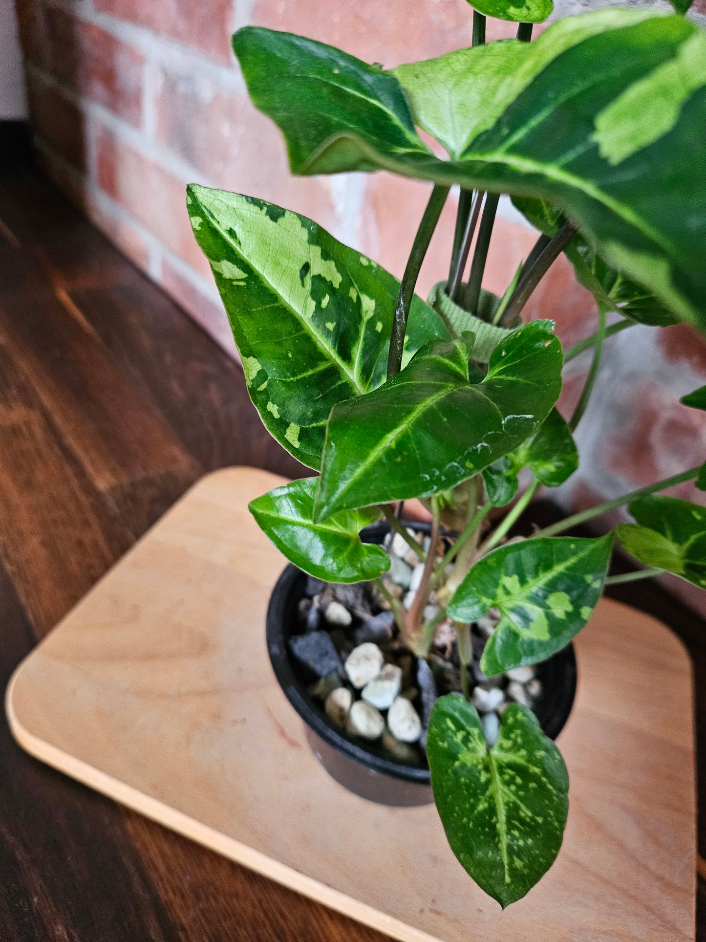 Syngonium three kings Pflanze